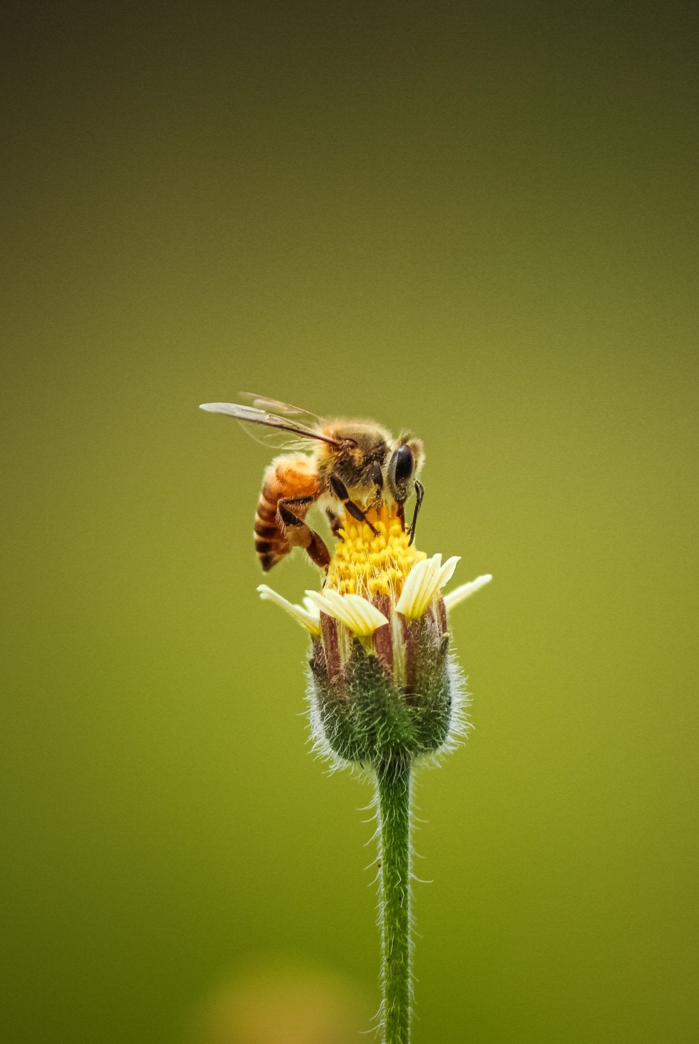 What's The Buzz About Bee Venom? - The Honey Collection